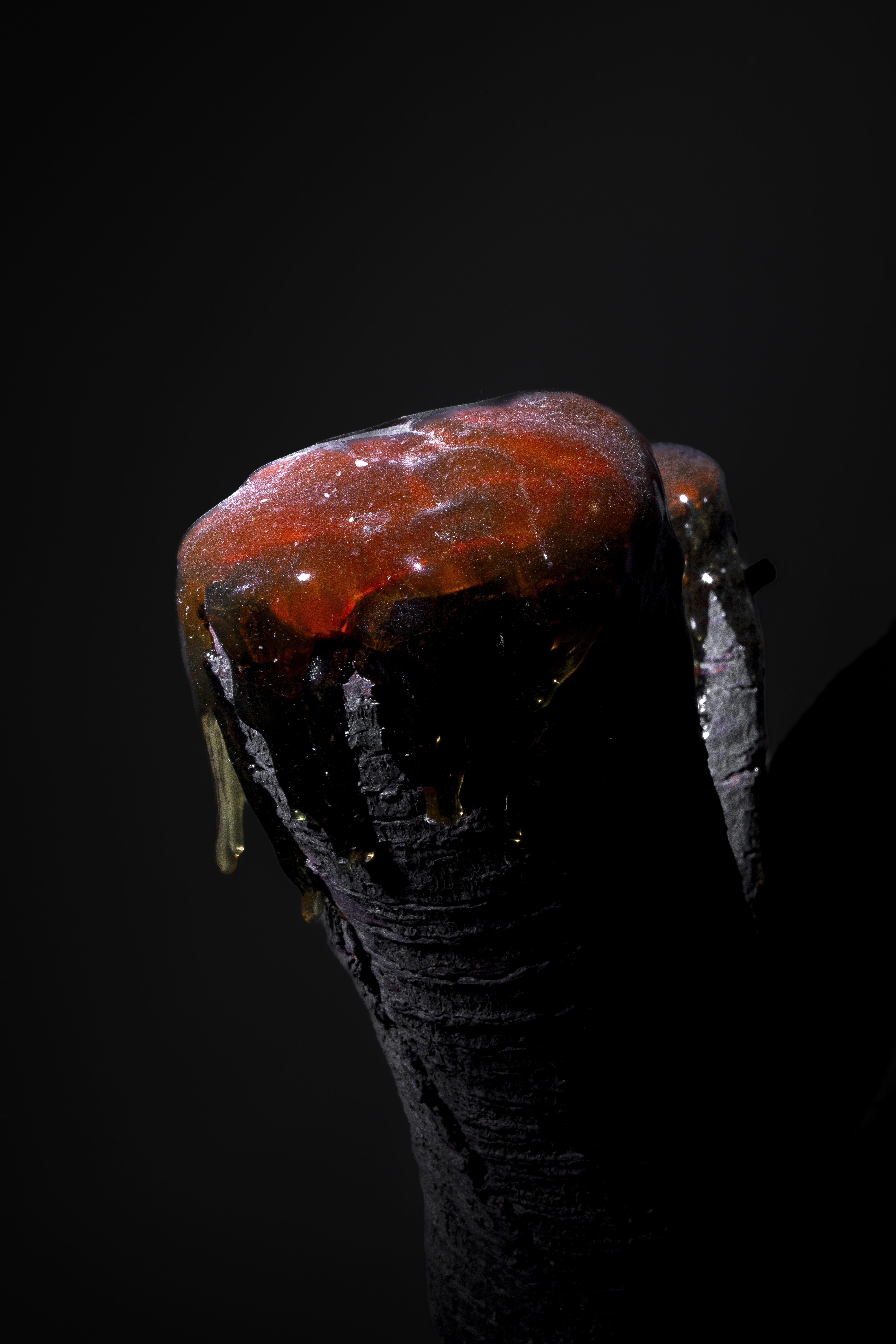 Árbol que exuda, close up 1