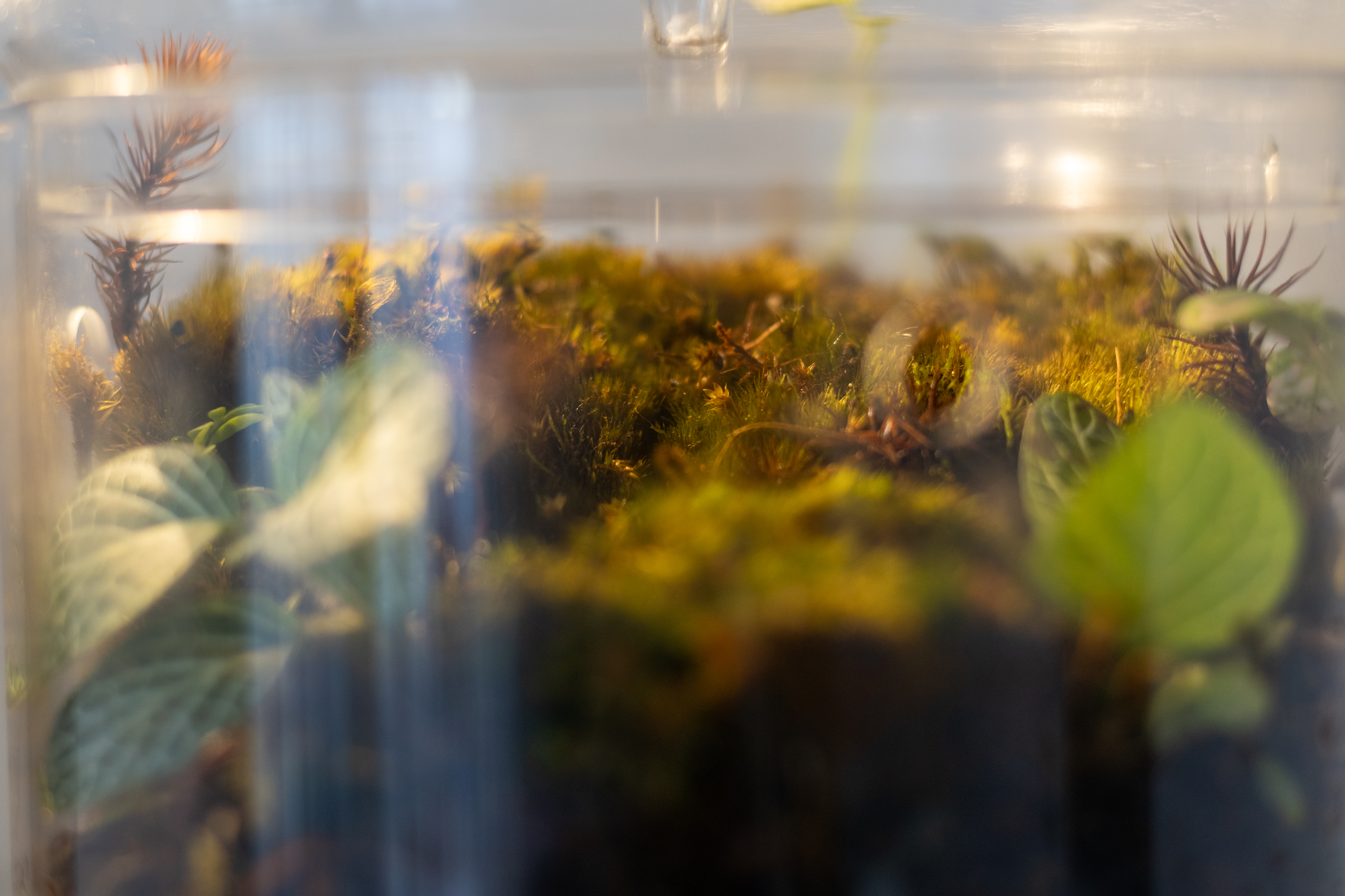 La latencia del aliento — detalle