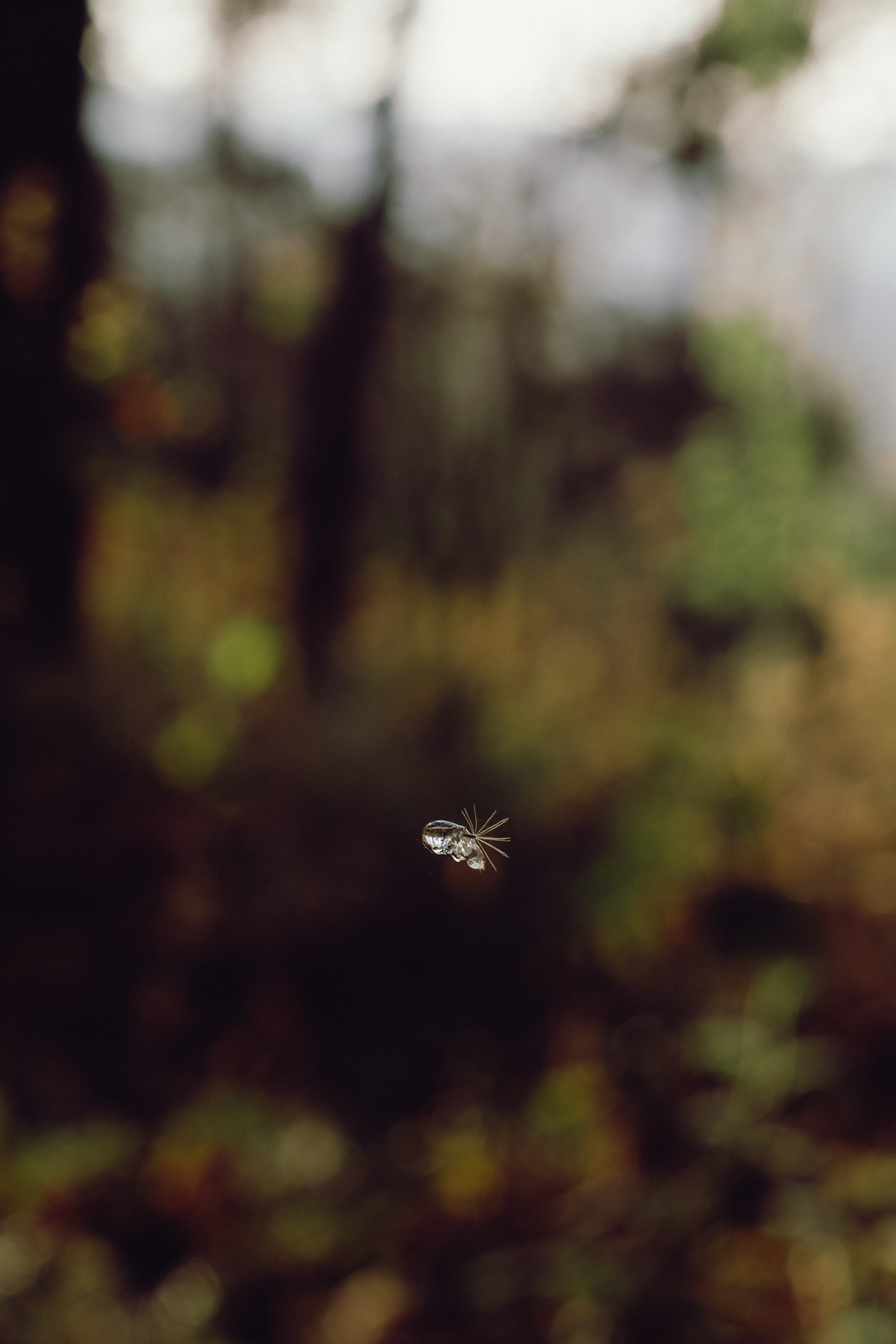 Suspensión de un bosque