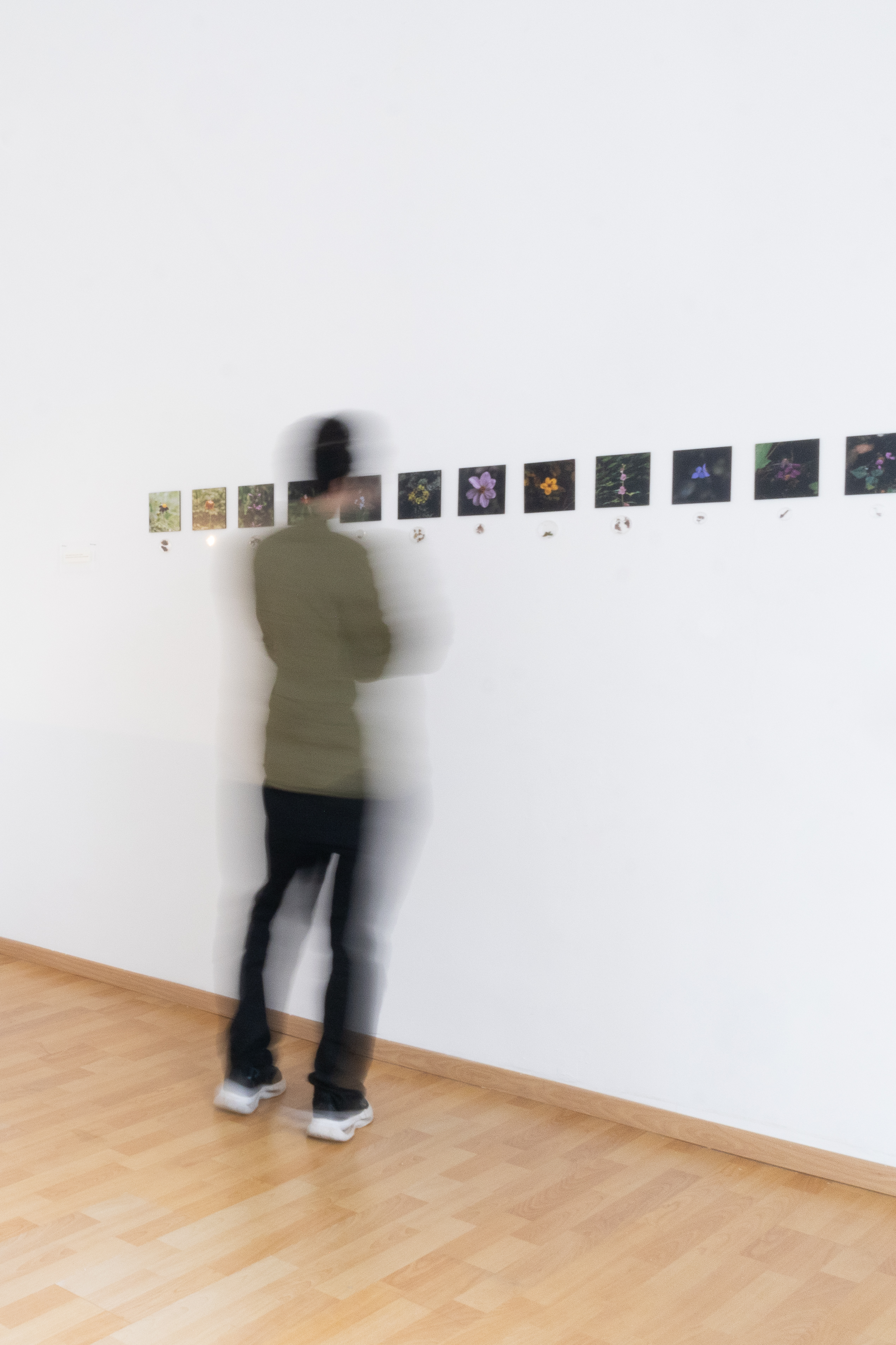 Todas las flores que caben en mis manos