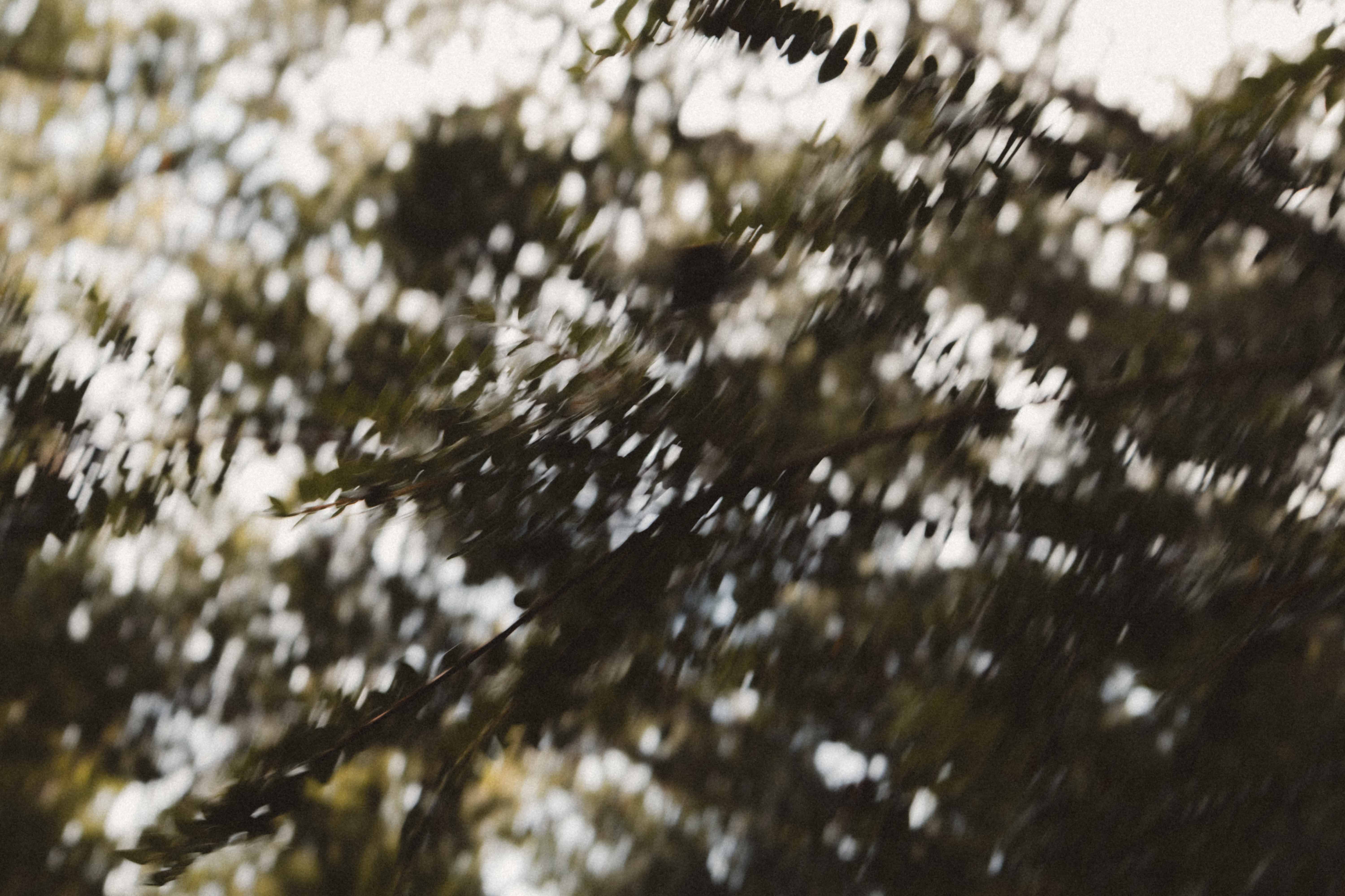 Polinizadora / Recolectora